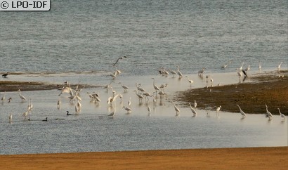 Grande Aigrette