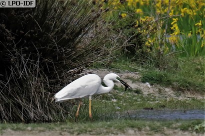 Grande Aigrette