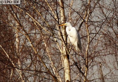 Grande Aigrette