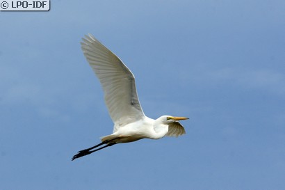 Grande Aigrette