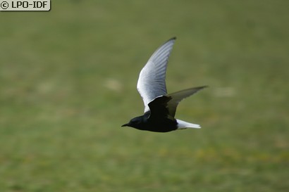 Guifette leucoptère