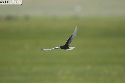 Guifette leucoptère