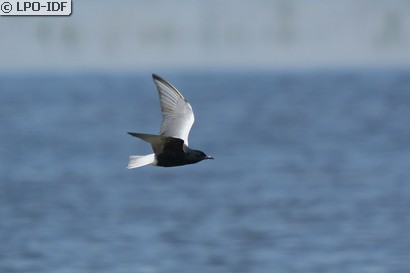 Guifette leucoptère