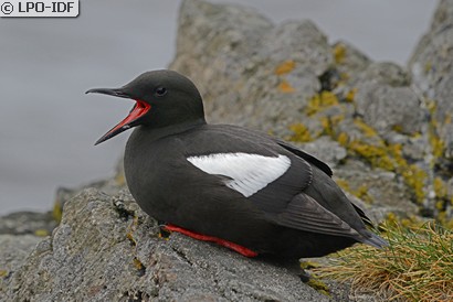 Guillemot à miroir