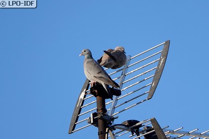 Pigeon colombin
