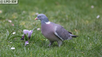 Pigeon ramier