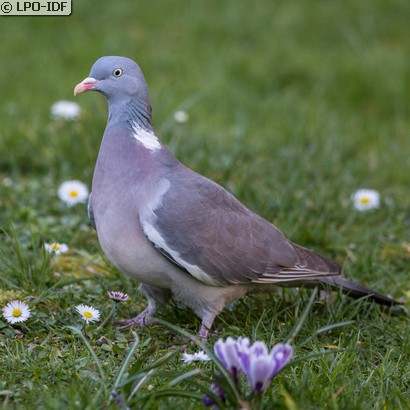 Pigeon ramier