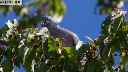 Pigeon ramier