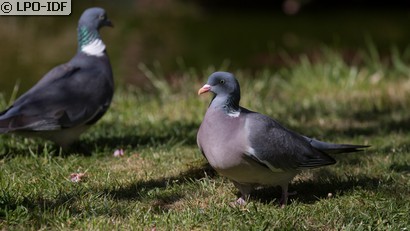 Pigeon ramier