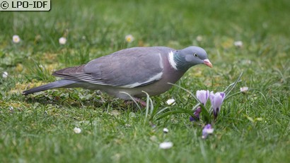 Pigeon ramier