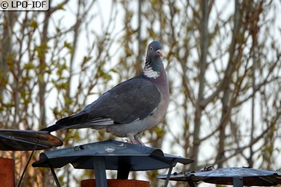 Pigeon ramier