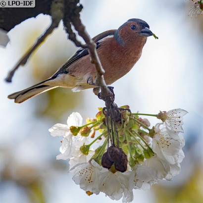 Pinson des arbres