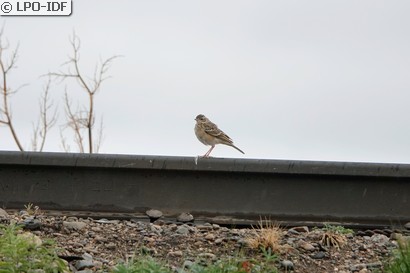 Pipit de Godlewski