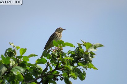 Pipit des arbres