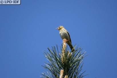 Pipit des arbres
