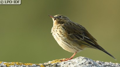 Pipit farlouse