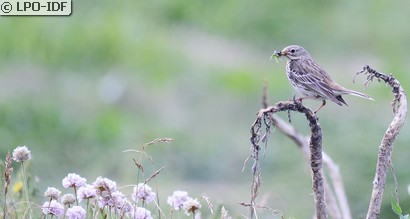 Pipit farlouse