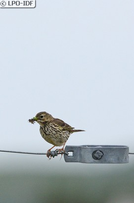 Pipit farlouse