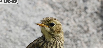 Pipit farlouse