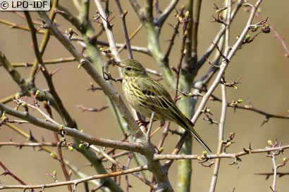 Pipit farlouse