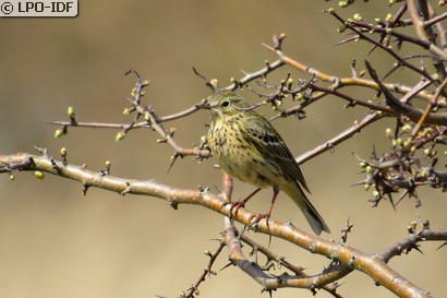 Pipit farlouse