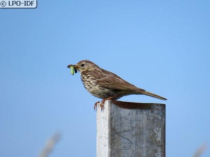 Pipit farlouse