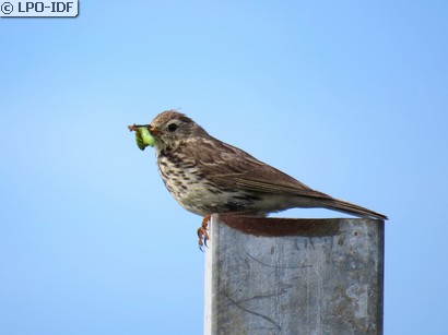 Pipit farlouse