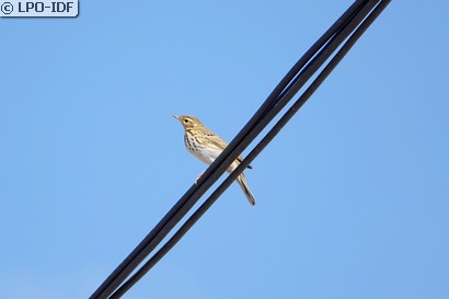 Pipit à dos olive