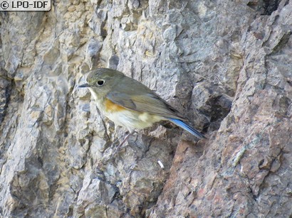 Robin à flancs roux