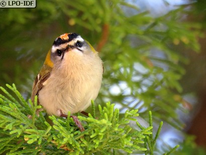 Roitelet à triple bandeau