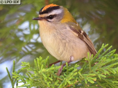 Roitelet à triple bandeau