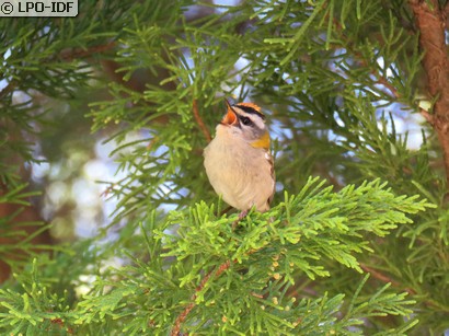Roitelet à triple bandeau