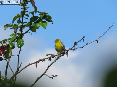 Serin cini