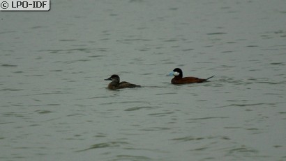 Érismature rousse