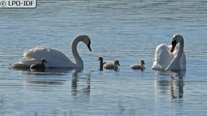 Cygne tuberculé