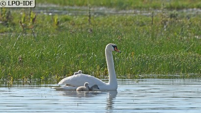 Cygne tuberculé