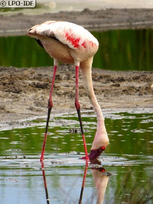 Flamant nain