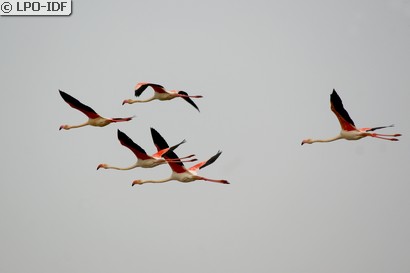 Flamant rose