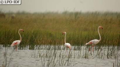 Flamant rose
