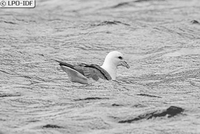 Fulmar boréal