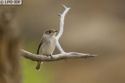 Gobemouche brun