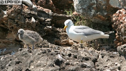 Goéland argenté