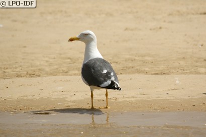 Goéland leucophée