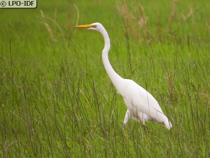 Grande Aigrette