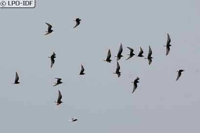 Guifette leucoptère