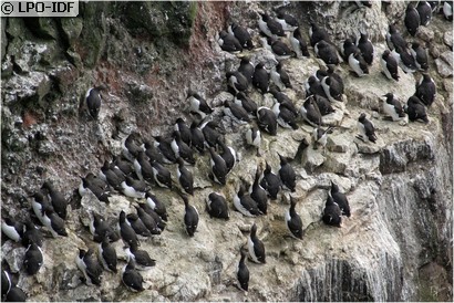 Guillemot de Troïl