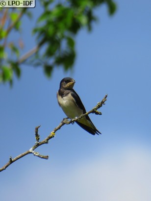 Hirondelle rustique