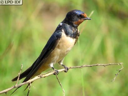 Hirondelle rustique