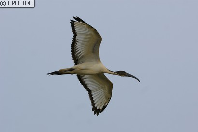 Ibis sacré