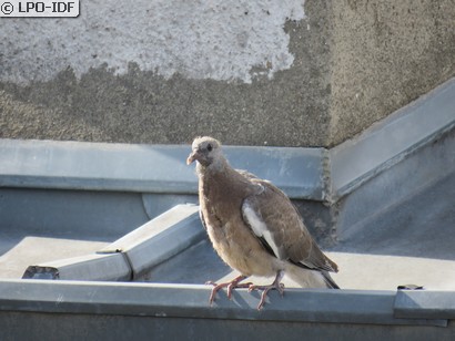 Pigeon ramier